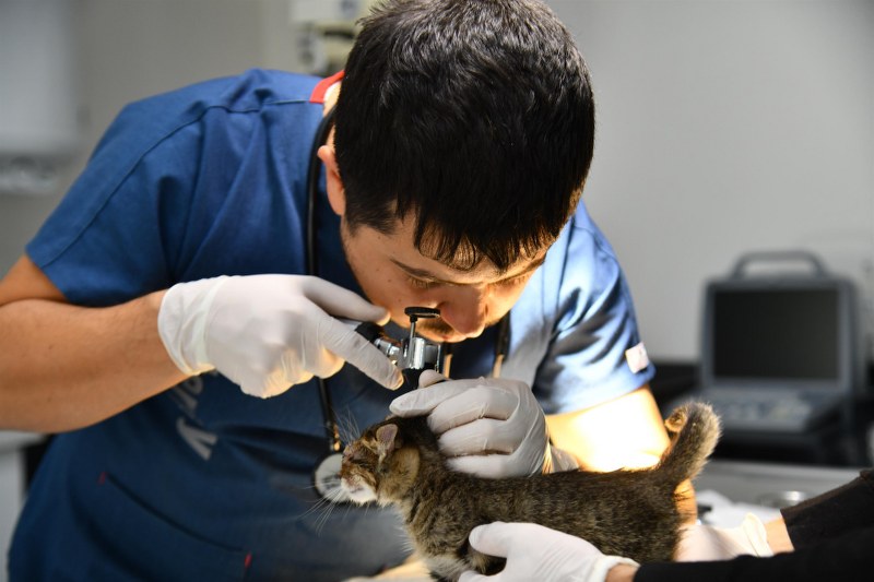 bbbden_edremite_sokak_hayvanlari_tedavi_merkezi_13_800x533 BBB’DEN, EDREMİT’E SOKAK HAYVANLARI TEDAVİ MERKEZİ