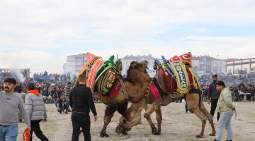 BURHANİYE DEVE GÜREŞLERİ NEFES KESTİ