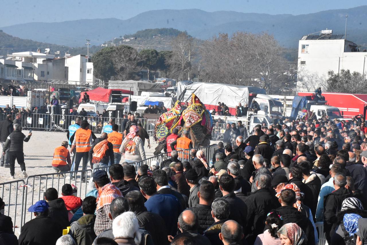 7. GELENEKSEL EDREMİT DEVE GÜREŞLERİ FESTİVALİ