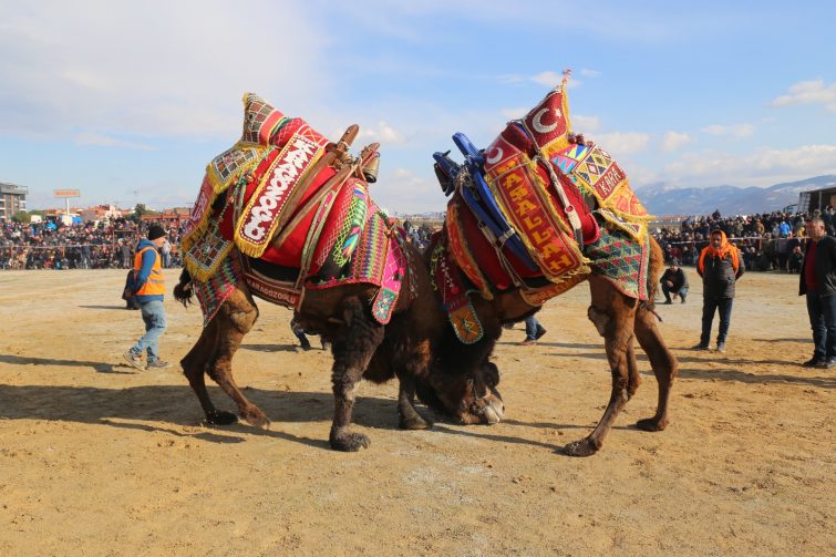 festival-4-755x503 BURHANİYE’DE ZEYTİN HASAT FESTİVALİ VE DEVE GÜREŞLERİ BAŞLIYOR