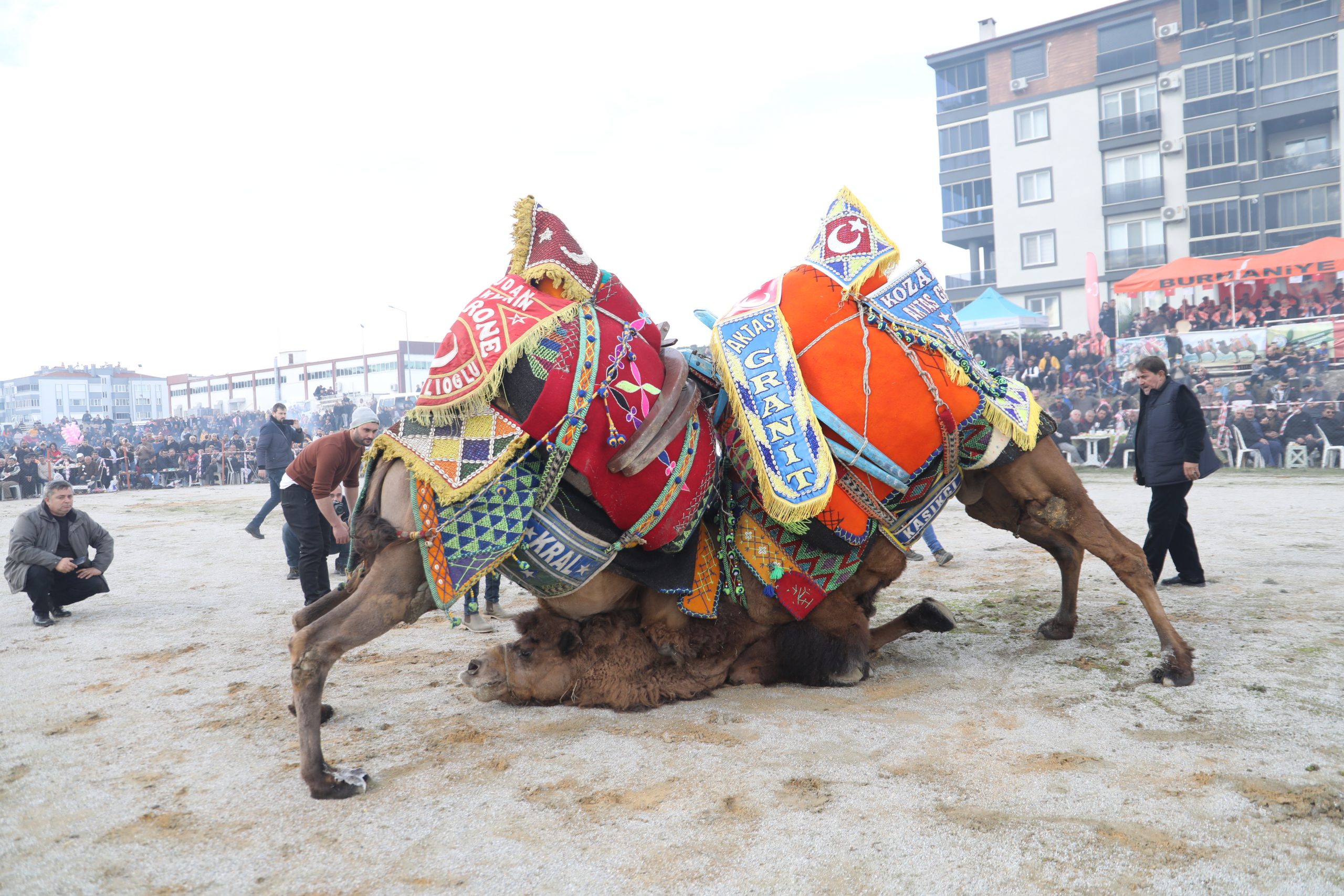 BRN_6417-scaled BURHANİYE’DE ZEYTİN HASAT FESTİVALİ VE DEVE GÜREŞLERİ BAŞLIYOR