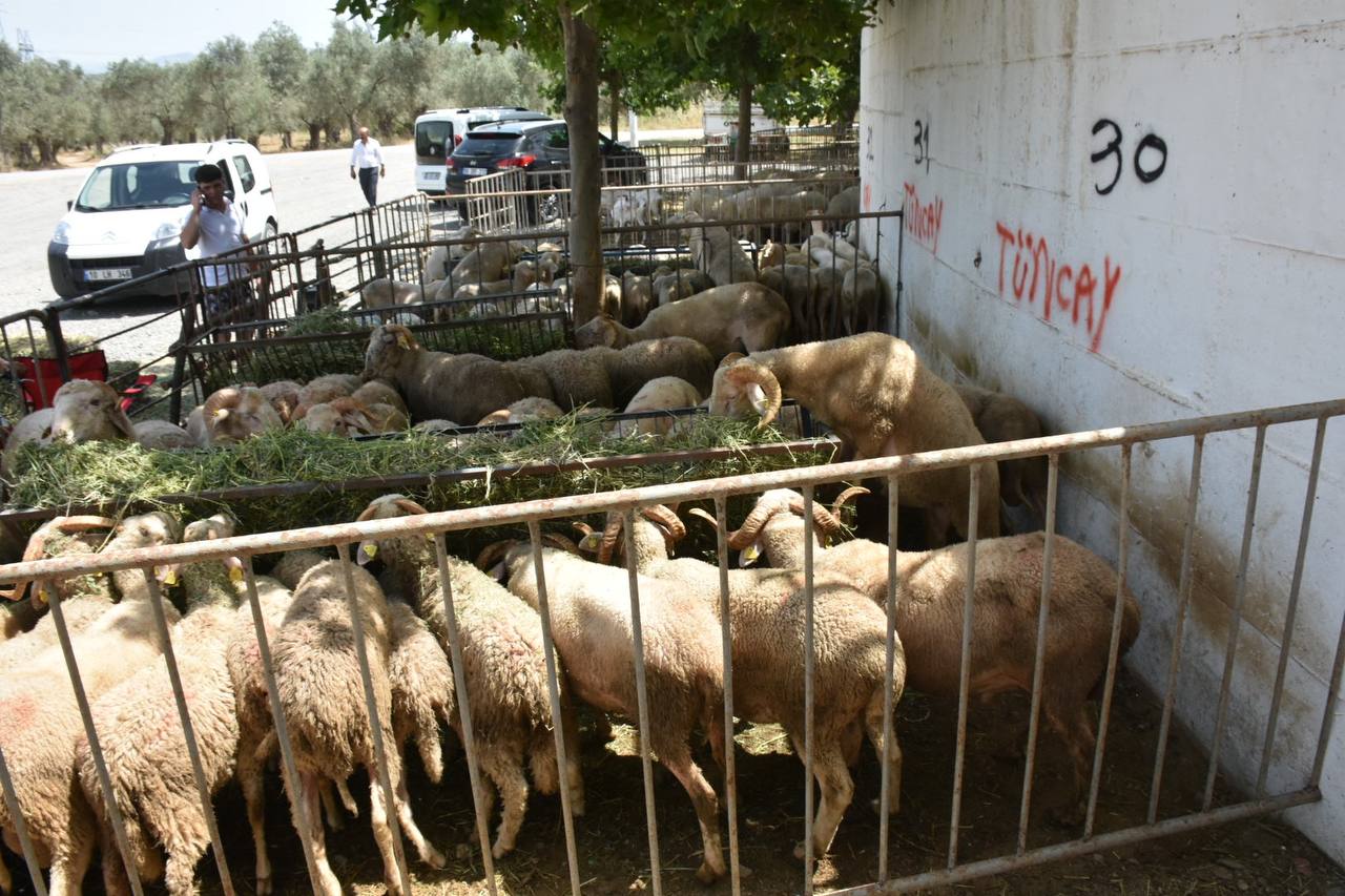 Edremit-Kurban-Bayramina-hazir-HABER-1 Edremit Belediyesi Kurban Bayramı’na hazır