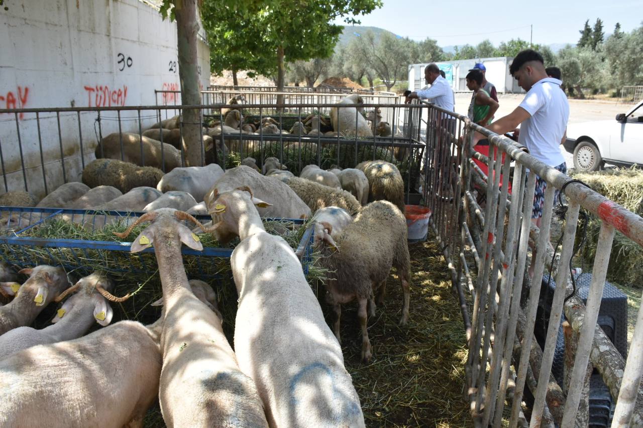 Edremit-Kurban-Bayramina-hazir-HABER-10 Edremit Belediyesi Kurban Bayramı’na hazır