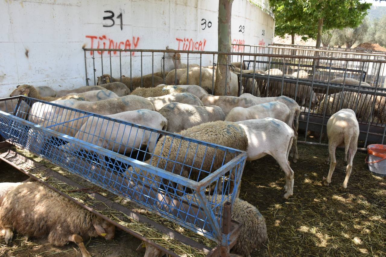 Edremit-Kurban-Bayramina-hazir-HABER-3 Edremit Belediyesi Kurban Bayramı’na hazır