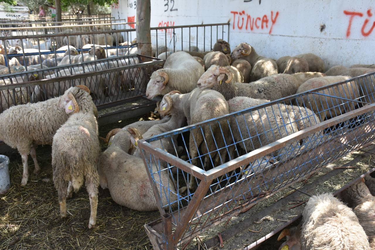 Edremit-Kurban-Bayramina-hazir-HABER-4 Edremit Belediyesi Kurban Bayramı’na hazır