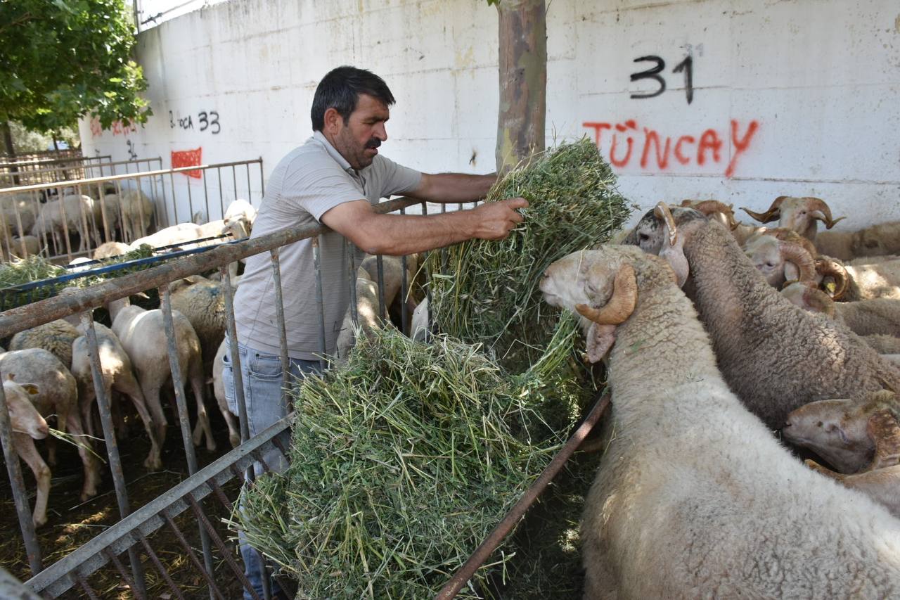 Edremit-Kurban-Bayramina-hazir-HABER-6 Edremit Belediyesi Kurban Bayramı’na hazır