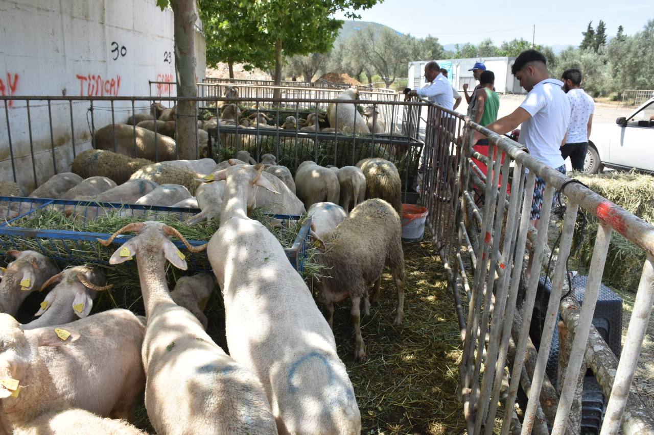 Edremit-Kurban-Bayramina-hazir-HABER-7 Edremit Belediyesi Kurban Bayramı’na hazır