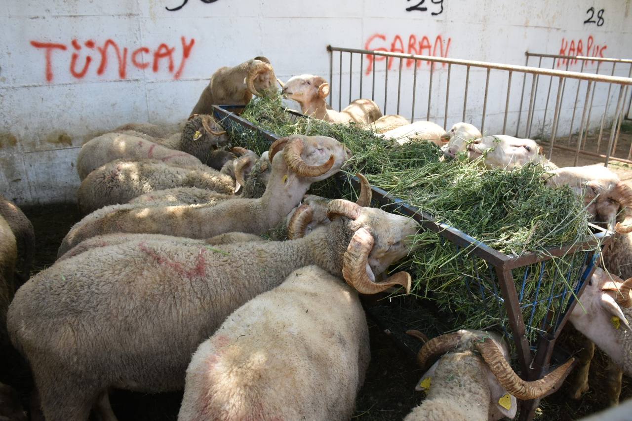 Edremit-Kurban-Bayramina-hazir-HABER-8 Edremit Belediyesi Kurban Bayramı’na hazır