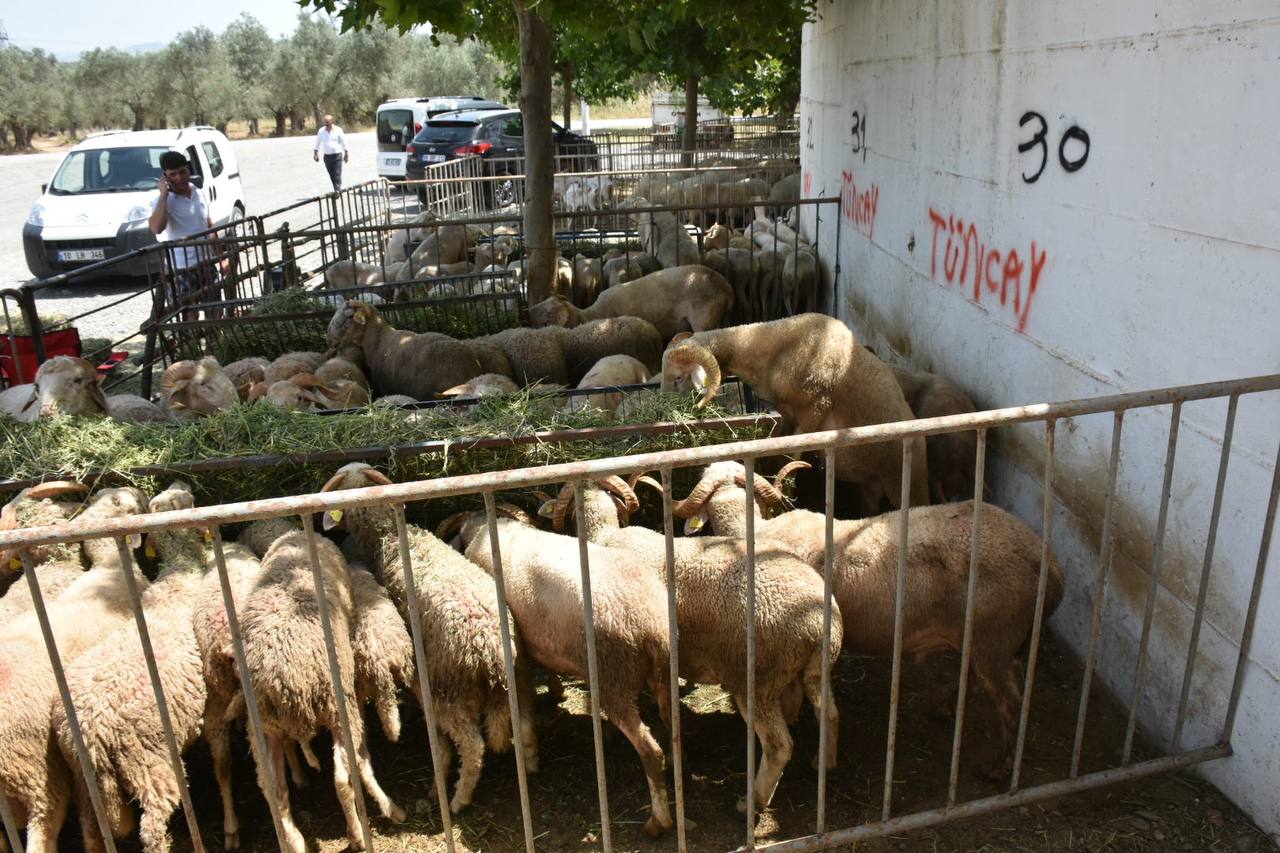 Edremit-Kurban-Bayramina-hazir-HABER-9 Edremit Belediyesi Kurban Bayramı’na hazır