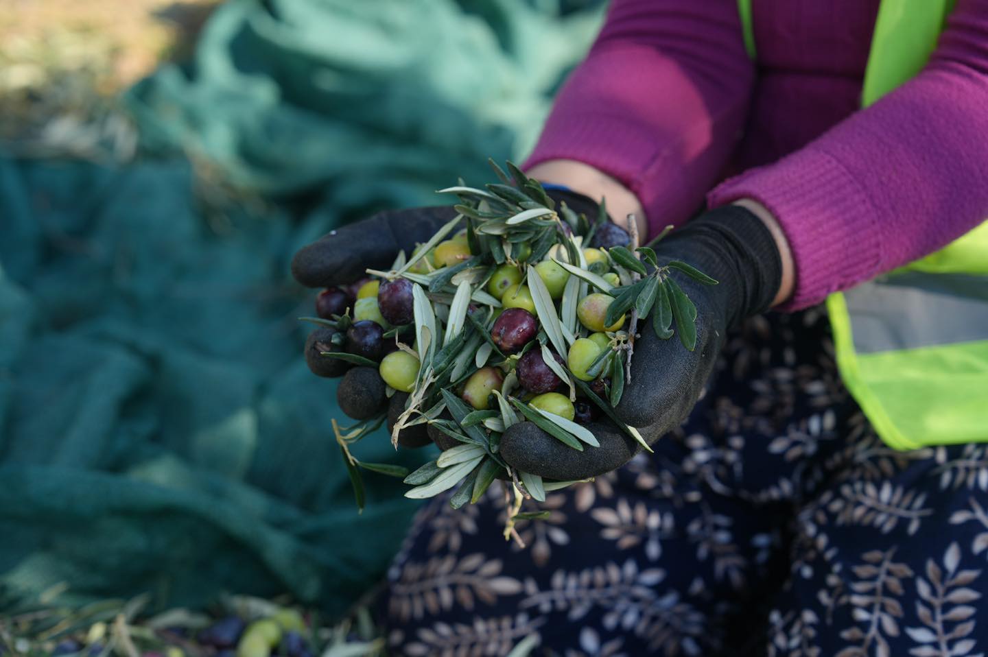 2-1 BURHANİYE BELEDİYESİ ZEYTİNYAĞLARI SATIŞA SUNULDU
