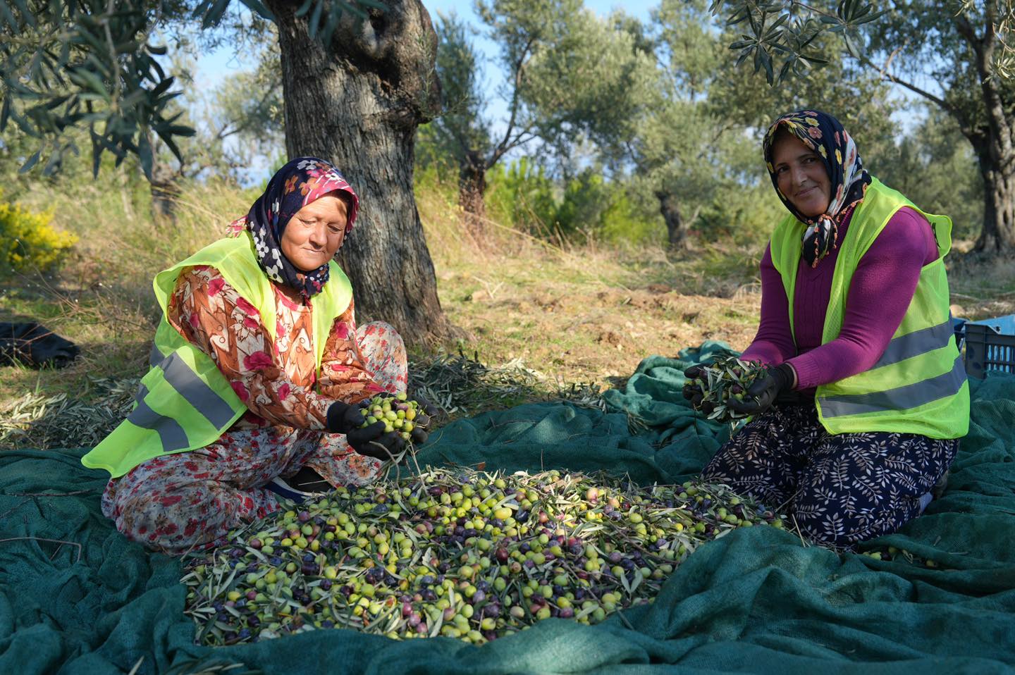 4 BURHANİYE BELEDİYESİ ZEYTİNYAĞLARI SATIŞA SUNULDU