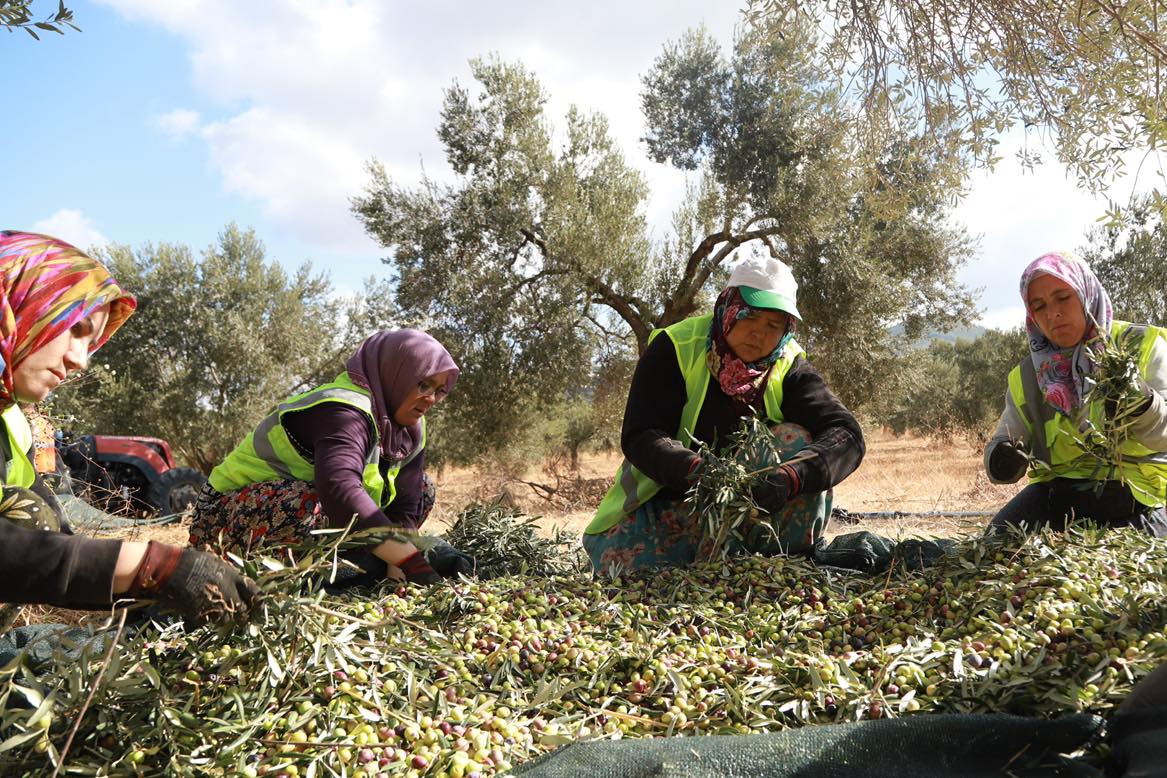 5 BURHANİYE BELEDİYESİ ZEYTİNYAĞLARI SATIŞA SUNULDU