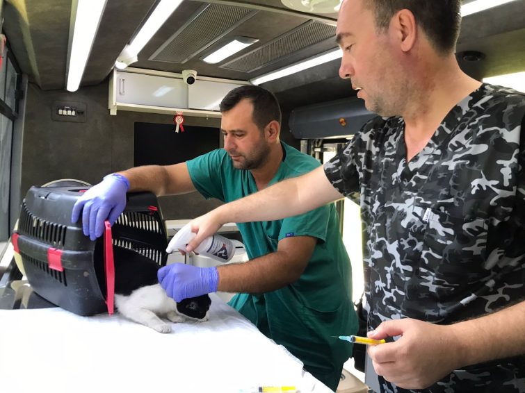 Sokaktaki-Patili-Dostlar-Buyuksehire-Emanet-5-755x566 Sokaktaki Patili Dostlar Büyükşehir’e Emanet