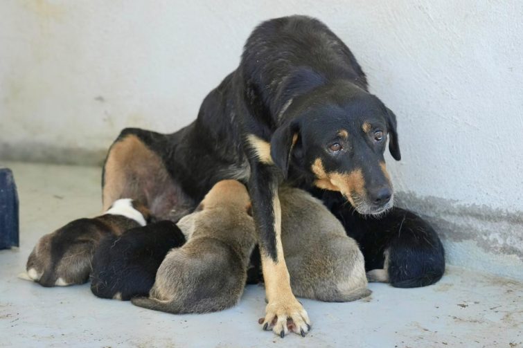108ee2e6-d821-471f-91b6-1f09c82b8359-755x503 BURHANİYE BELEDİYESİ, CAN DOSTLARIN SICAK YUVA UMUDU OLUYOR